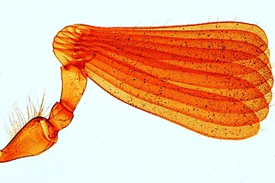 Mikropräparat - Maikäfer, Fühler mit Fühlerblättchen, total
