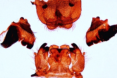 Mikropräparat - Maikäfer, Mundwerkzeuge, zerlegt