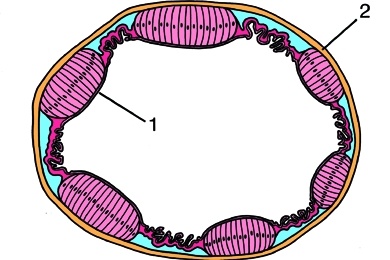 Mikropräparat - Maikäfer, Mitteldarm, Querschnitt