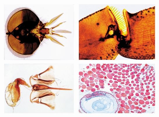 Mikropräparate - Die Honigbiene (Apis mellifica),  18 Präparate
