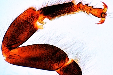 Mikropräparat - Honigbiene, Vorderbein (Putzbein) mit Putzscharte