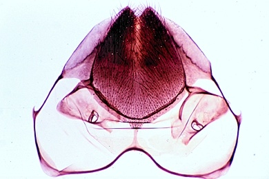 Mikropräparat - Honigbiene, Wachsspiegel der Arbeiterin