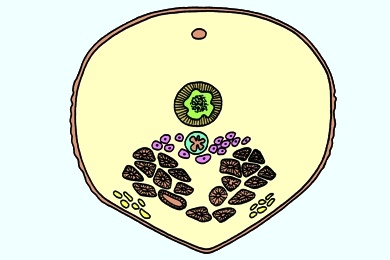 Mikropräparat - Honigbiene, Abdomen der Arbeiterin, quer. Darm, Wachsdrüsen
