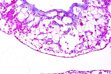 Mikropräparat - Weinbergschnecke, Dach der Lungenhöhle, quer. Respiratorisches Epithel