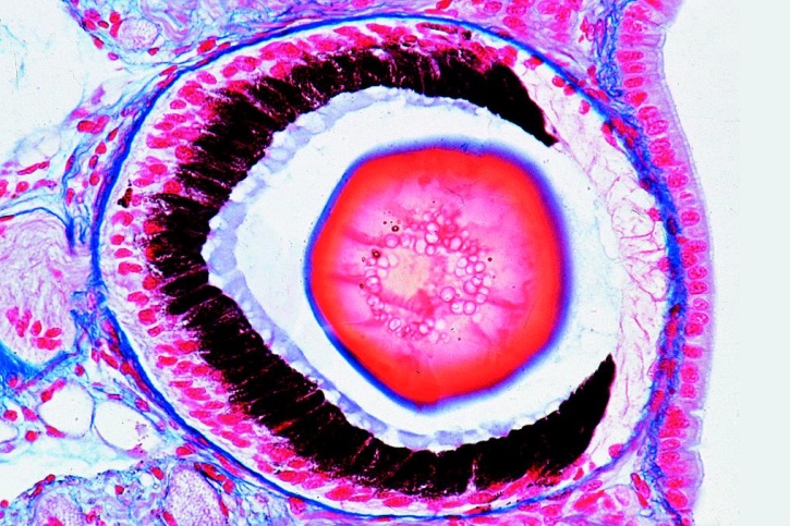 Mikropräparate - Die Weinbergschnecke (Helix pomatia).12 Präparate