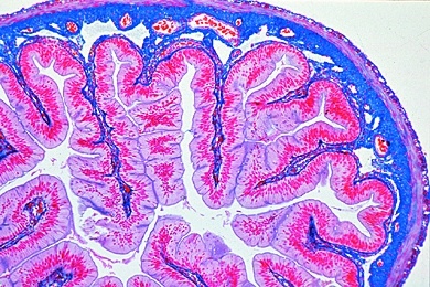 Mikropräparat - Frosch, Dünndarm quer, Darmfalten, Chylusräume