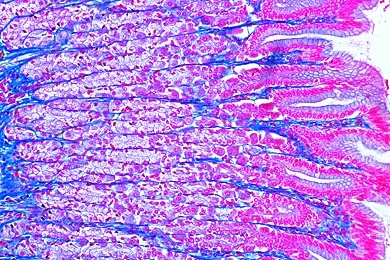 Mikropräparat - Kaninchen, Magen mit Verdauungsdrüsen, quer