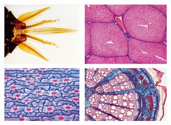 Mikropräparate - Schulserie B, Allgemeine Biologie, (Ergänzung und Erweiterung von 500lie Schulserie A)