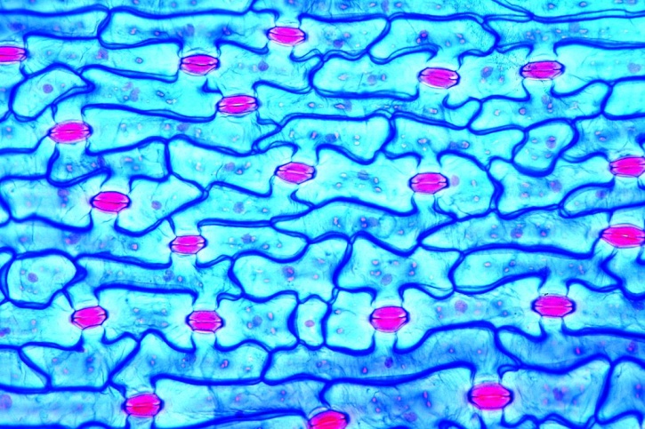 Mikropräparate - Die Tulpe (Tulipa gesneriana) 8 Präparate