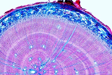 Mikropräparat - Kiefer, Wurzel quer