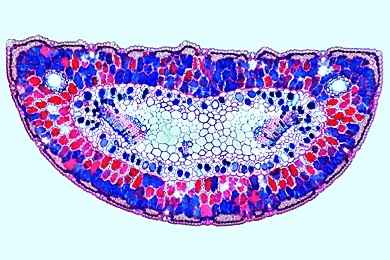 Mikropräparat - Kiefer, Blätter (Nadeln), quer