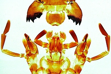 Mikropräparat - Periplaneta, Küchenschabe, beißende Mundwerkzeuge