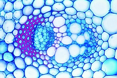 Mikropräparat - Hahnenfuß, Stengel quer, Offene kollaterale Leitbündel