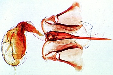 Mikropräparat - Apis mellifica, Honigbiene, Stechapparat mit Giftblase, total