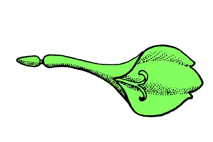 Mikropräparat - Zungenblüte vom Löwenzahn, total