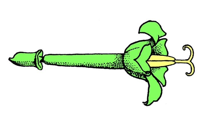 Mikropräparat - Röhrenblüte vom Löwenzahn, total