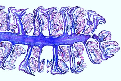 Mikropräparat - Haselnuß, männliche Blüte, längs