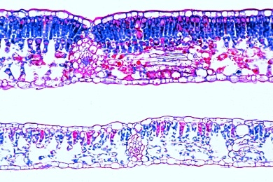 Mikropräparat Buche (Fagus silvatica), Sonnen- und Schattenblatt, quer