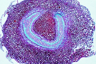 Mikropräparat - Amphiphloische Siphonostele, Rhizom von Adiantum, quer