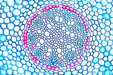Mikropräparat - Konzentrisches Leitbündel mit Außenxylem, Rhizom von Convallaria, quer
