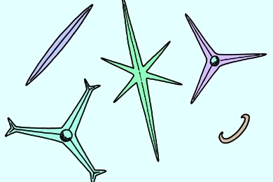 Mikropräparat - Spongilla, Süßwasserschwamm, isolierte Kieselnadeln