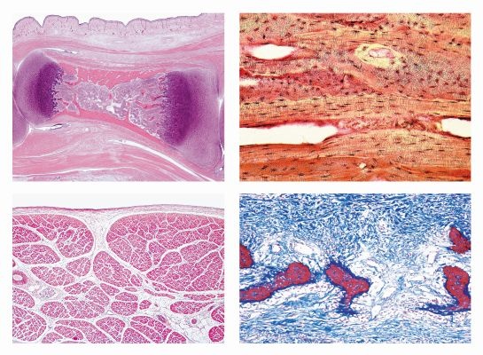 Mikropräparate - Serie Körperaufbau und Bewegungssystem, 15 Präparate, mit Begleittext