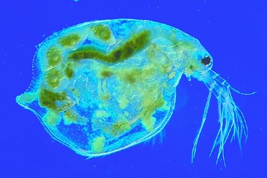Mikropräparat - Daphnia, Wasserfloh total, Süßwasser-Phyllopode