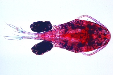 Mikropräparat - Cyclops, Hüpferling total, Süßwasser-Copepode