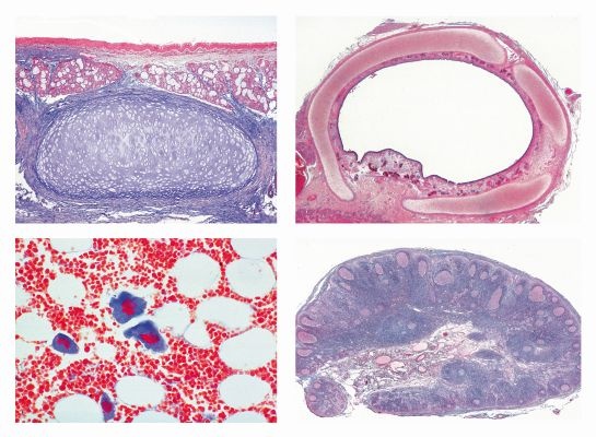 Mikropräparate - Serie Atmungs- und Kreislaufsystem, 10 Präparate, mit Begleittext