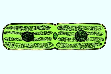 Mikropräparat - Mesothaenium, stäbchenförmige Zieralge