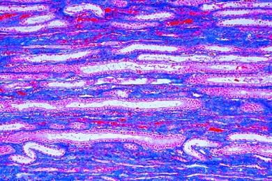 Mikropräparat - Niere der Ratte, kompletter Querschnitt