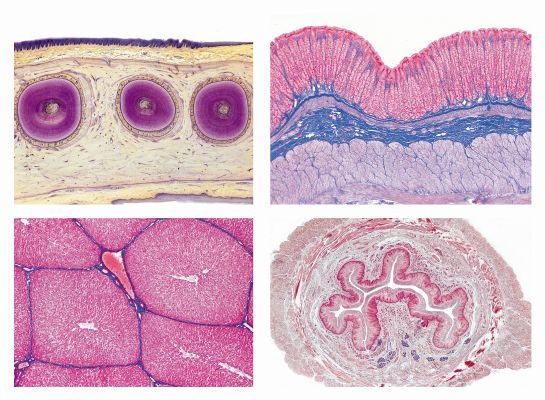 Histologie, Verdauunssystem, 15 Mikropräparate, mit ausführlichem Begleittext
