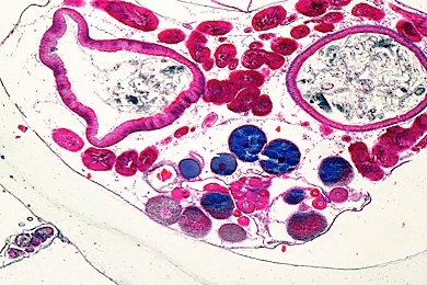 Mikropräparate in Serie - Schädellose Tiere (Cephalochordata), 10 Präparate