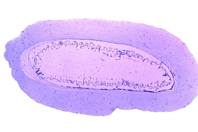 Mikropräparat - Seescheide, Clavelina, Querschnitt durch die Kiemendarmregion