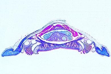 Mikropräparate in Serie - Weichtiere (Mollusca),15 Präparate (neue Ausführung)