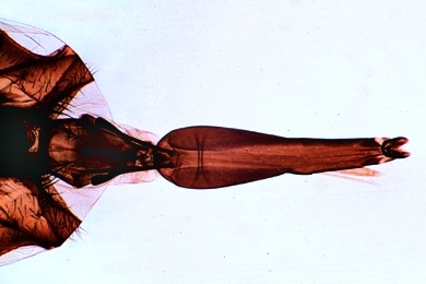 Mikropräparat - Wadenstecher, Stomoxys calcitrans, stechend-saugende Mundwerkzeuge, total