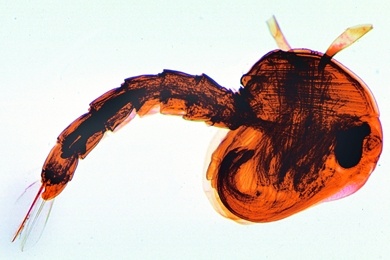 Mikropräparat - Stechmücke, Culex pipiens, Puppe total