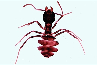 Mikropräparat - Ameise, Lasius, Arbeiter total