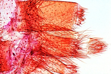 Mikropräparate in Serie - Spinnentiere und Tausendfüßler (Arachnoidea, Myriapoda),  neue erweiterte Serie, 12 Präparate