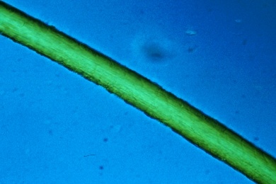 Mikropräparat - Kamelhaar