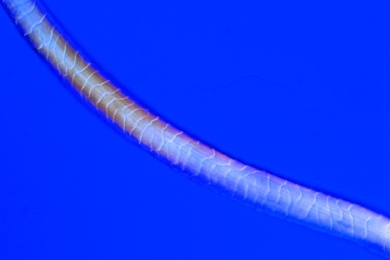 Mikropräparat - Süddeutsche Landwolle