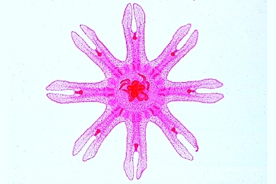 Mikropräparat - Aurelia, Ohrenqualle, Ephyra, total