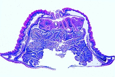 Mikropräparat - Actinia, Seerose, längs und quer