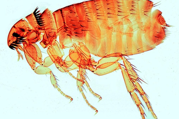 Mikropräparate - Parasitologie, Kurzserie,  25 Präparat, Einheimische und tropische Parasiten des Menschen und der Haustiere