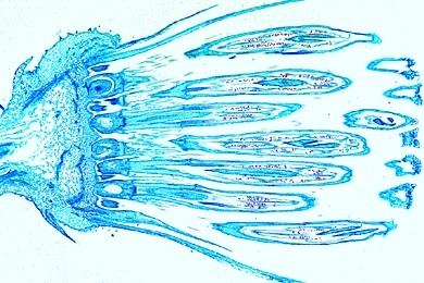Mikropräparat - Taraxacum, Löwenzahn, Kompositenblüte längs