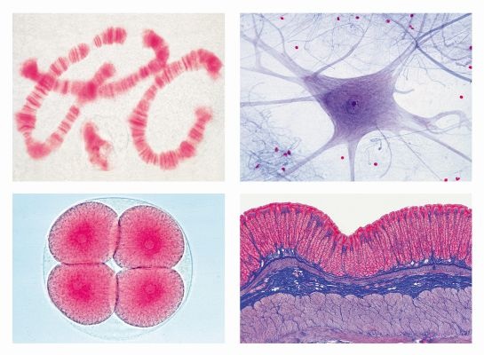 Mikropräparate - Schulserie D (Ergänzung /Erweiterung von 500lie, A, 600lie, B, 700lie, C). 50 Präparate