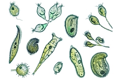 Mikropräparat - Marines Plankton, gemischt