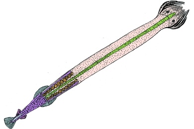 Mikropräparat - Sagitta, Pfeilwurm