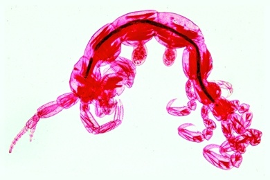 Mikropräparat - Caprella, Gespensterkrebs