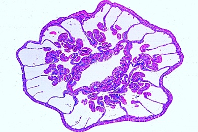 Mikropräparat - Hydractinia, Hydroidpolyp